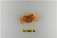 藏品(細足澤蟹)的圖片